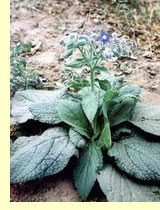 Огуречная трава или бурачник (Borago officinalis L.) Огуречная трава или бурачник (Borago officinalis L.)